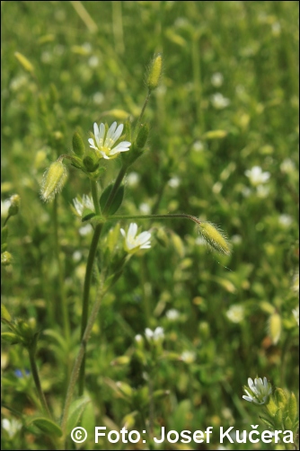 cerastium