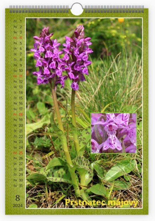 kal-orchideje-2024-8.jpg